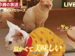 -猫腻·猫咖·撸猫馆(星光大道店)