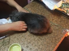 -严国平动物医院(德政总院)