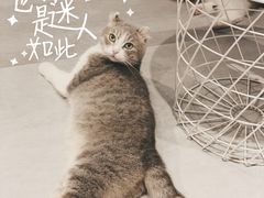 -猫儿山۰猫主题餐厅