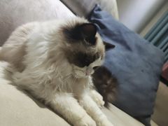 -欣宠猫屋·矮脚拿破仑·蓝金金渐层