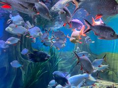 -上海海洋水族馆