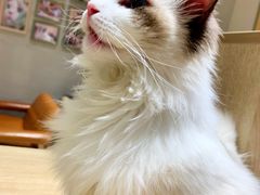 -藏猫猫咖啡主题馆(中央大道店)