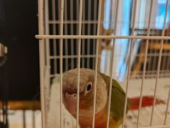 -廊坊固安福朋喜来登酒店