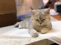 -宠爱国际动物医院·消化内科·心肾内科·ISFM猫友好(望京店)
