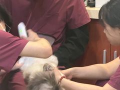 -艾贝尔宠物医院·24H转诊中心·肿瘤猫专科(江宁双龙店)