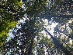 -山王坪喀斯特国家生态公园