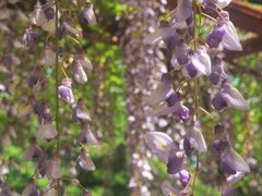 -嘉定紫藤园