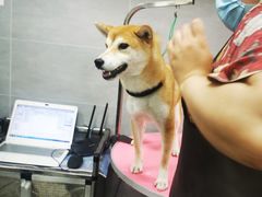 -宠福鑫康馨动物医院·骨科·眼科