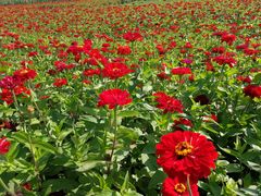 -莲花山花海