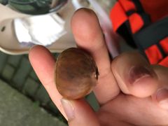 -阿男野栗王(金门路店)