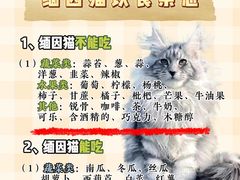 -翊宠yipet猫狗购宠庄园犬舍•猫舍