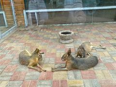 -西霞口神雕山野生动物世界