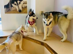 -Husky Go! 哈士奇体验馆·宠物咖啡厅狗咖