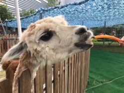 -萌宠亲子动物乐园(槐房万达店)