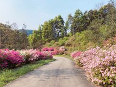 -广州市石门国家森林公园