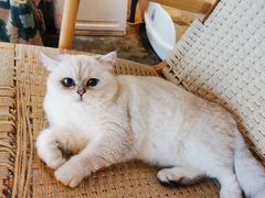 -喵屿·大理花园猫咖