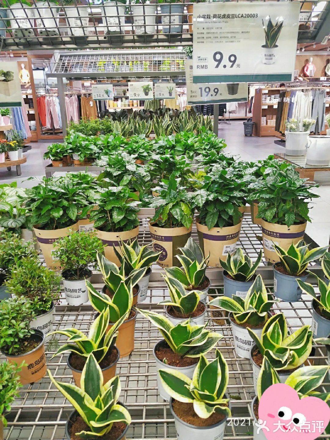 成都探店no.4🍀鹿岛生活馆银泰in99店