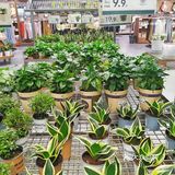 成都探店no.4🍀鹿岛生活馆银泰in99店