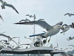 -海驴岛(荣成市)