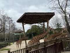 -上海野生动物园