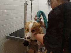 -Pets First伊珊娜洗护·精致美容·家庭式寄养(新会路店)
