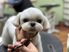 -鑫艺宠物美容培训学校