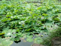 曾园荷塘-赵园·曾园