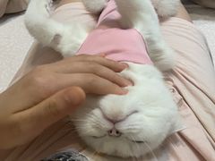 -柏萃动物医院·骨科·牙科