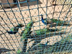 -萌宠亲子动物乐园(槐房万达店)