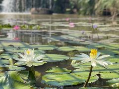-中国科学院西双版纳热带植物园