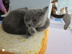 -喵的天空名猫咖啡馆·撸猫·猫舍·用品