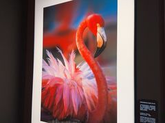 -罗红摄影艺术馆