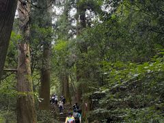 -天目山大树王景区