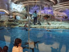 -帝企鹅自助餐厅•儿童岛•真企鹅(长隆企鹅酒店)