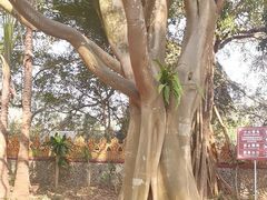 -瑞丽独树成林风景区