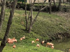 -合肥野生动物园