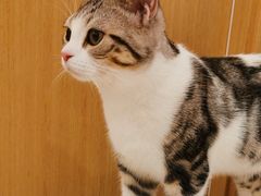 -飞行喵MR PILOT|猫舍·猫咖(静安大融城店)