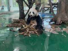-成都动物园