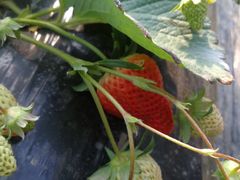 -胜丰草莓采摘园