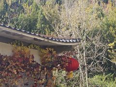 -遵化市禅林寺古银杏风景园