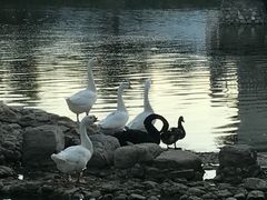 -静之湖湖畔餐厅