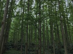 -水杉园