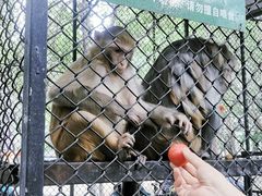 -长白岛森林公园