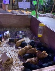 -酷嗒动物文化乐园(cutezoo西溪乐天城店)