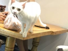 -猫色咖啡·猫咖