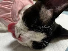 -瑞派·关忠动物医院·猫专科·犬专科(三环新城店)