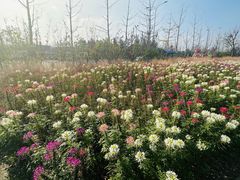 -上海滨江森林公园