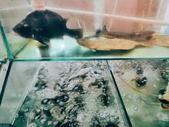 -四海鲜渔家菜(黄金海岸店)