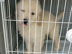 -翊宠yipet猫狗购宠庄园犬舍•猫舍