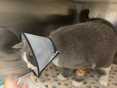 -瑞派康怡24h宠物医院·犬猫医疗中心·微创绝育(瑞景分院)